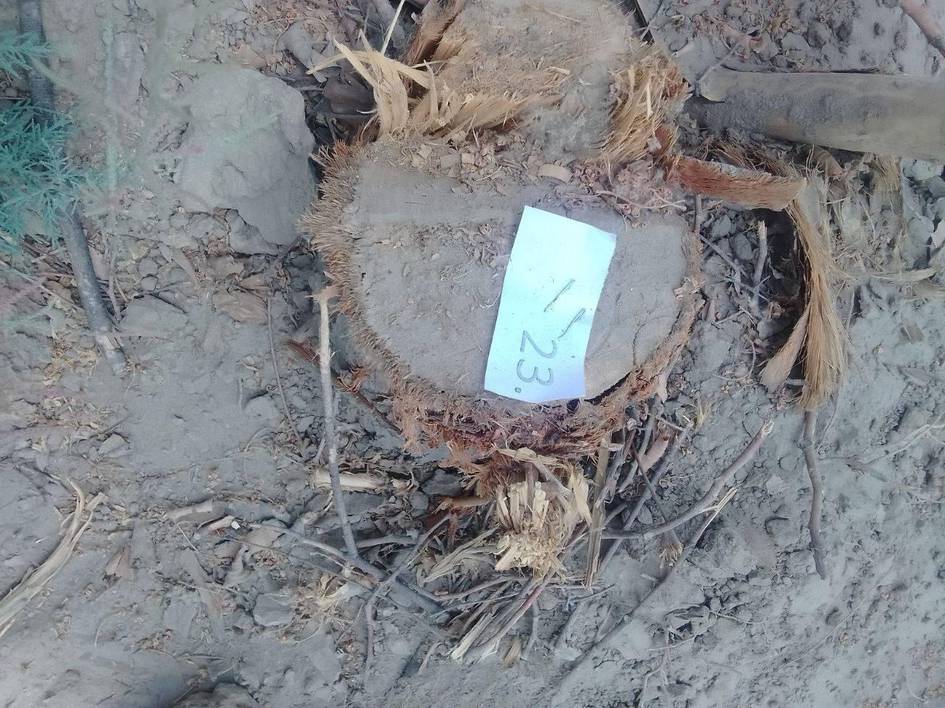 Бухорода дарахтларни ноқонуний кесган тадбиркордан 1,3 млрд сўм ундирилиши белгиланди